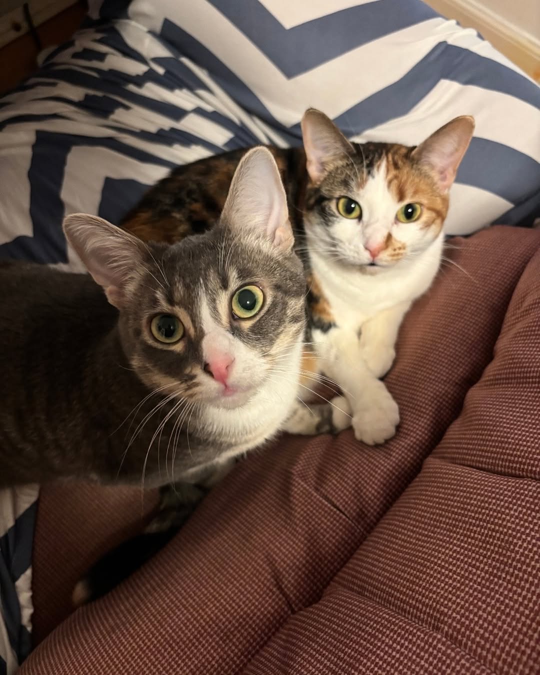 Employee POTM: Meet Stella (left) & Luna \ud83c\udfe1\ud83d\udc3e Two rescue cats who fight like sisters, play like maniacs, and love endlessly. Stella fetches like a dog, Luna daydreams at the ceiling. From abandoned to forever home. 